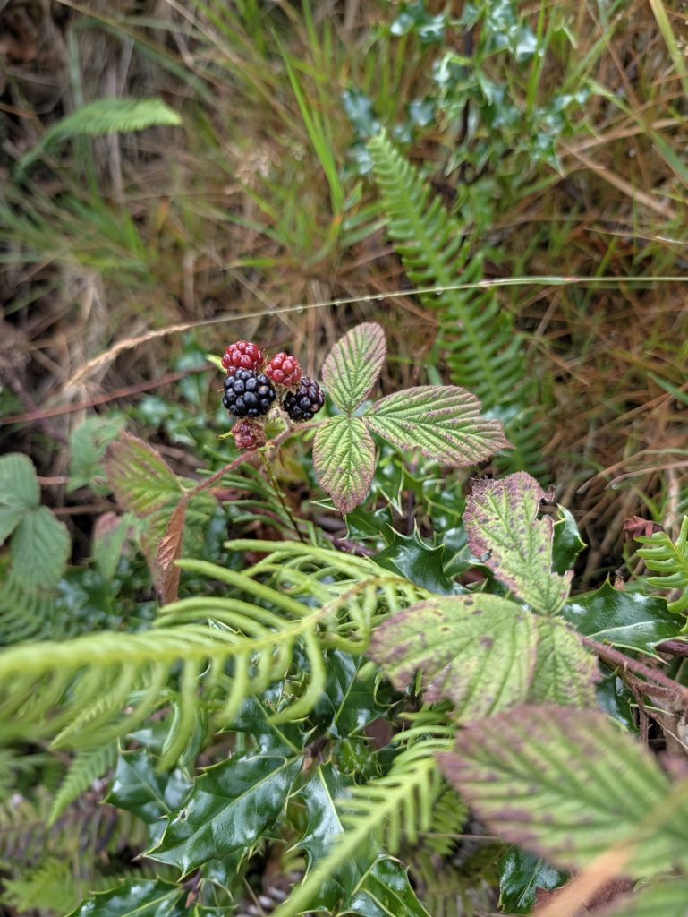 Blackberries in autumn