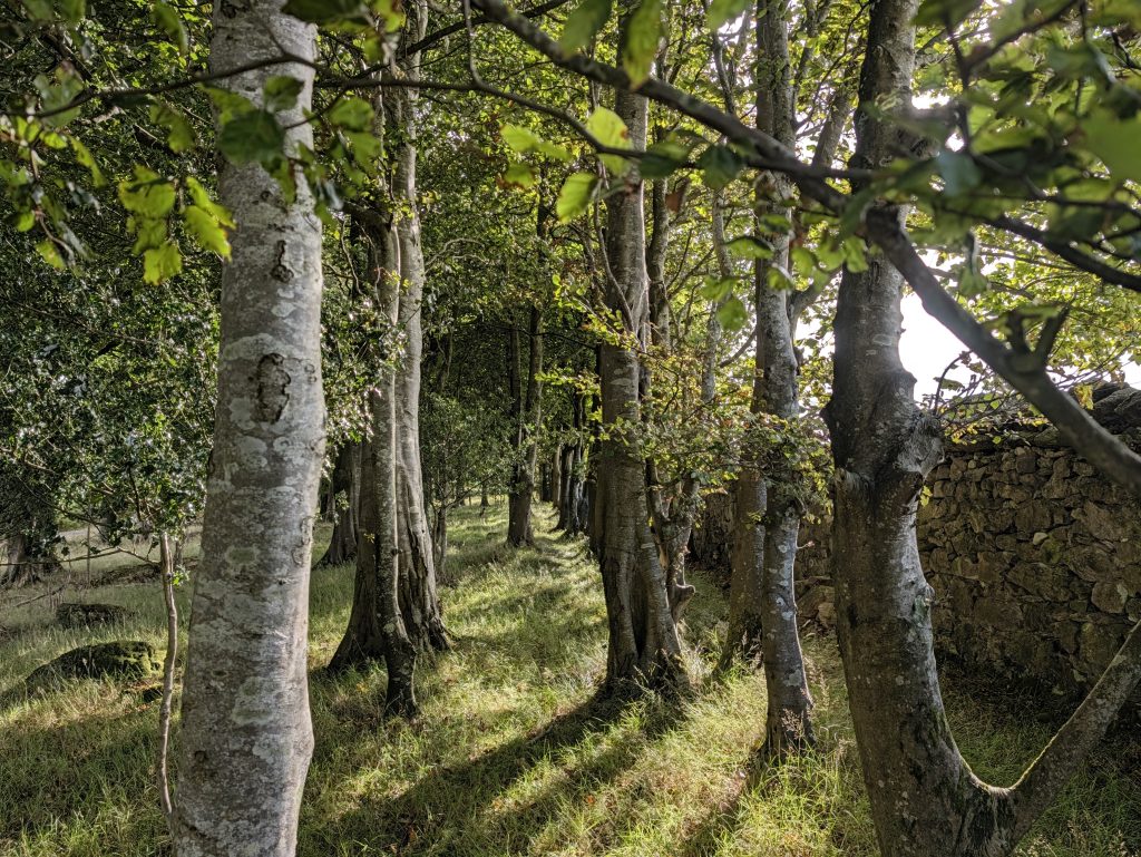 Dappled shade in Tollymore Forest Park in September