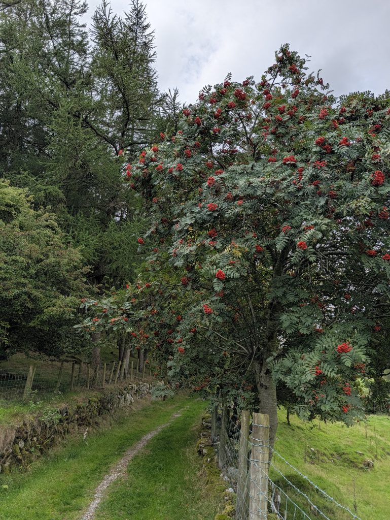 Rowan tree with berries in September